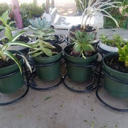 Plantas 