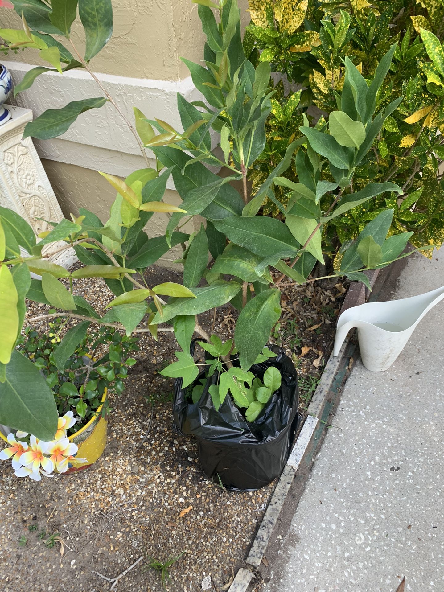 Red Wax Apple Jambu Tree