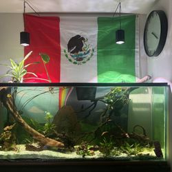 125 Gallon Planted Aquarium