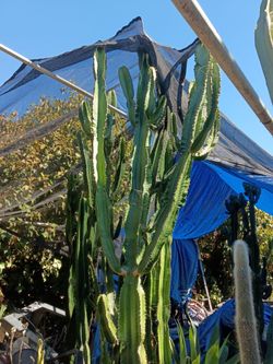 Euphorbia cactus succulent plants