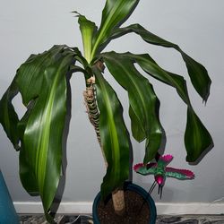 Dracaena plant