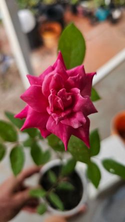Pink rose, well rooted, color guaranteed