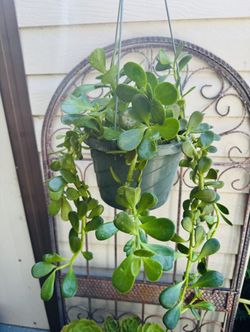 JADE HANGING PLANT- Very Easy To Grow And Requires Minimal Water