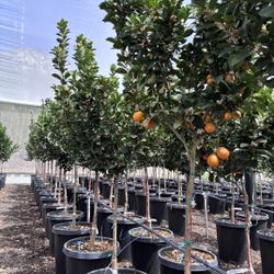 Discounted Trees Delivered To You