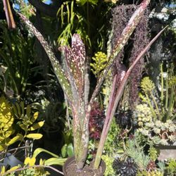 Beautiful spotted Bromeliad