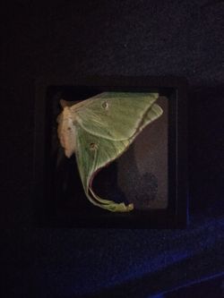 Luna moth framed specimen