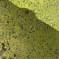 Duckweed 