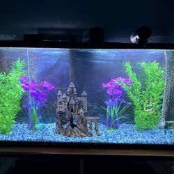 55 Gallon Tank