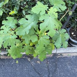Fig Tree In A Pot Decorative 