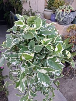 XLONG N'Joy Pothos Plant $40
