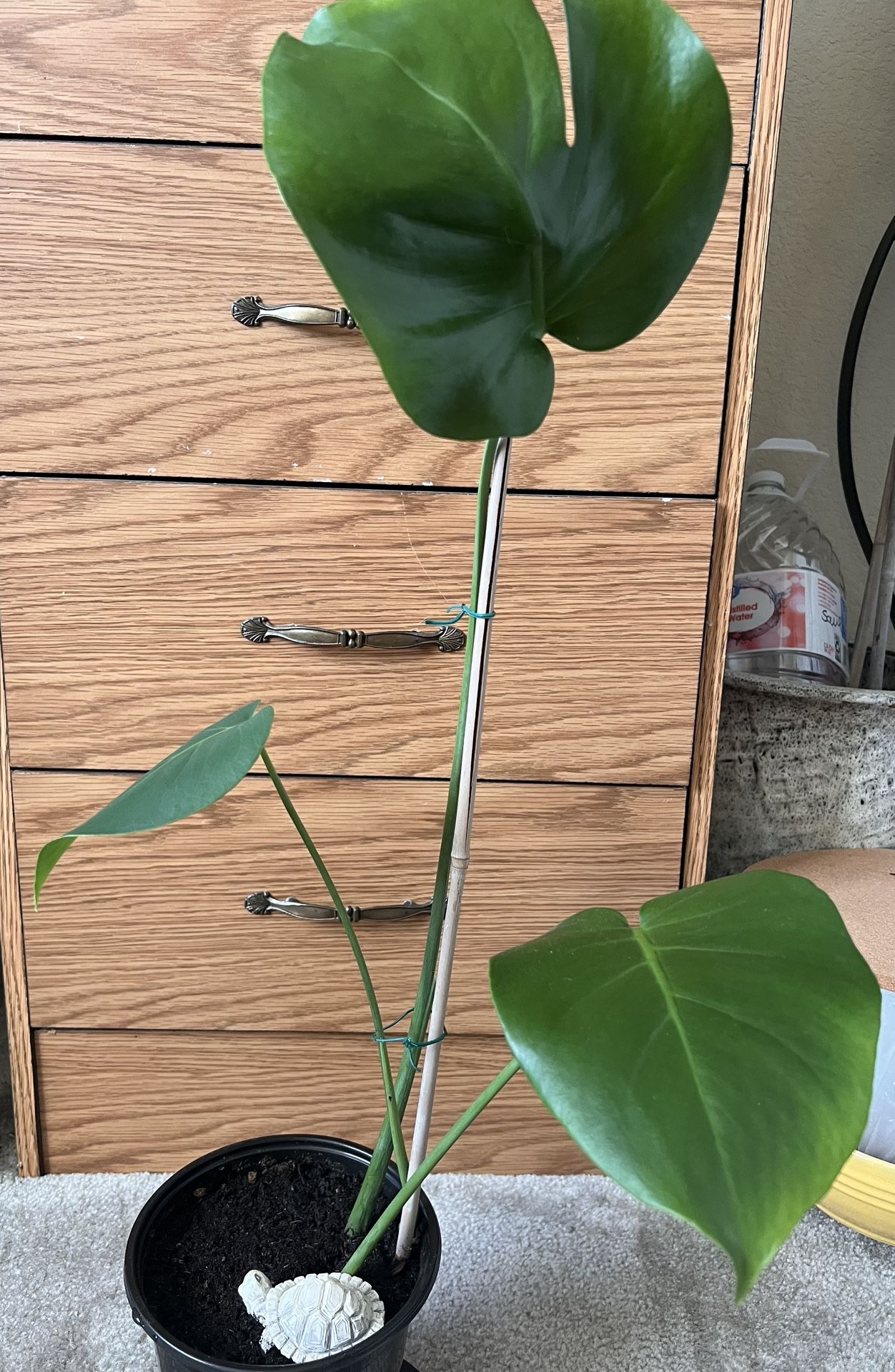 Monstera Deliciosa “Swiss Cheese”