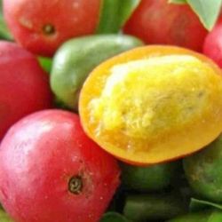 Hog Plum  Plants ( Grafted )