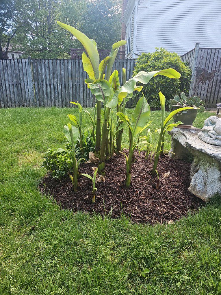 Hardy Banana plants