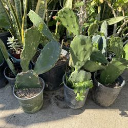 Cactus