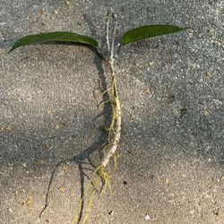 Hoya Carnosa Rooted Cutting