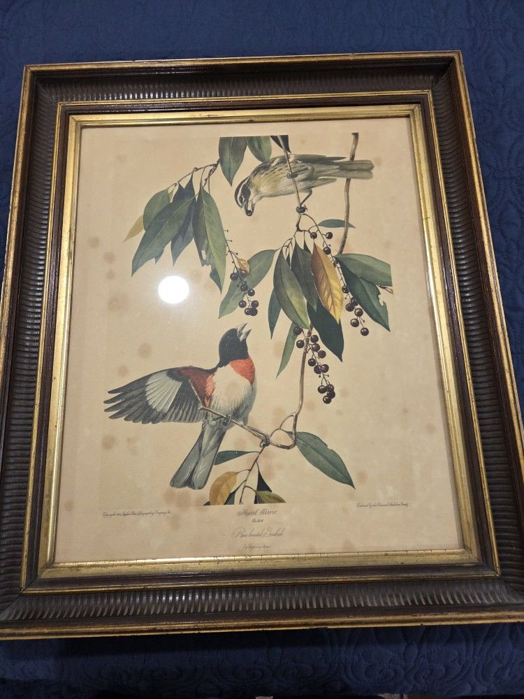 Vintage Antique Frame Bird Print Lithograph Meal Time Rosebreasted Grosbeak Audobon