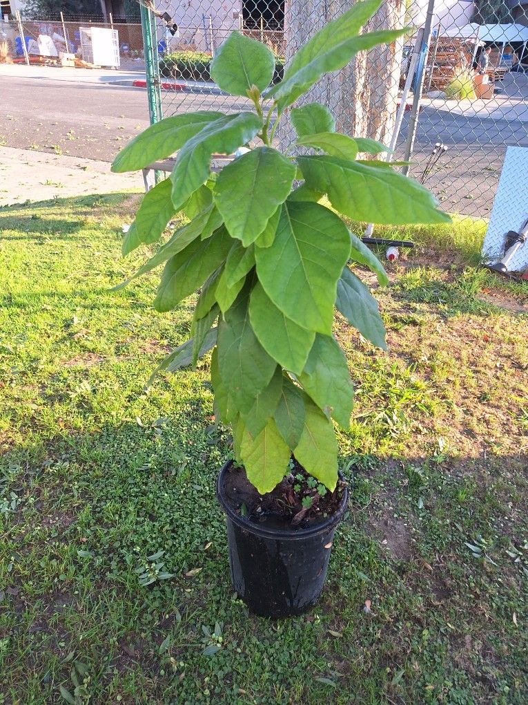  planta de aguacate plantado con hueso mide 32 in necesita ser plantado para que empiece a echar el aguacates en la siguiente fotos es de la clase de 