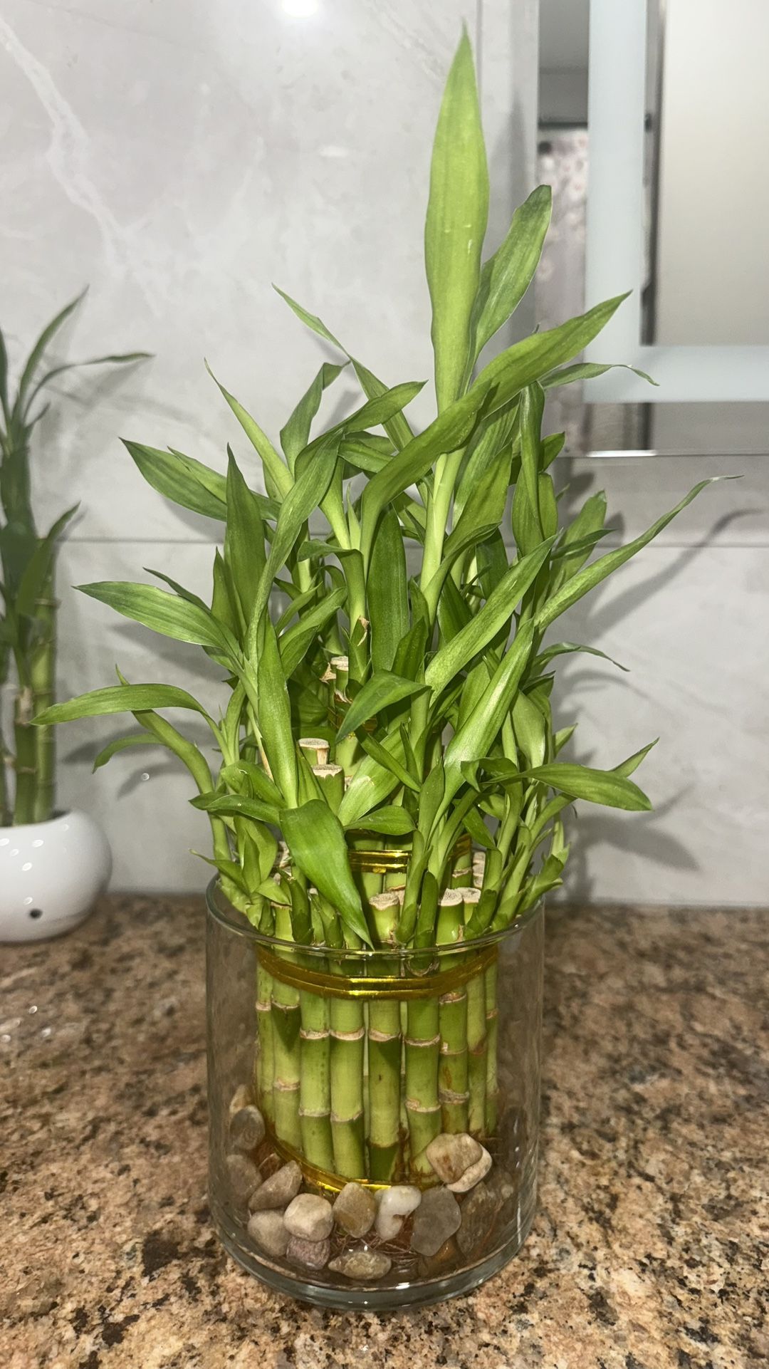 Beautiful Bamboo Plant 🌱