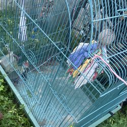 Large bird cage