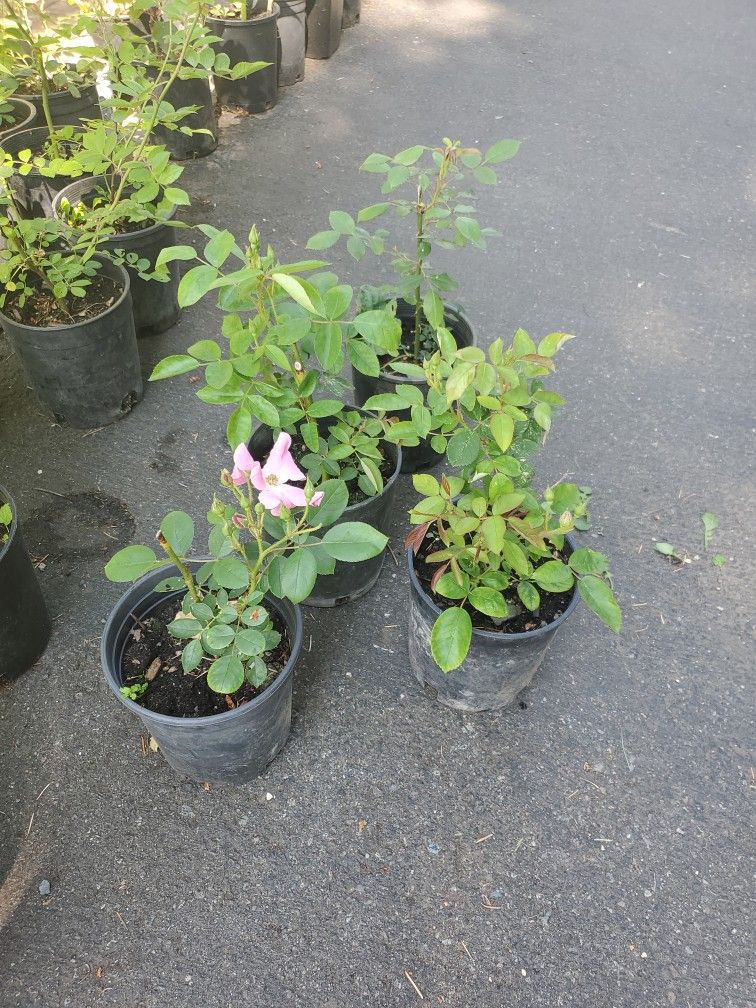 Sales Red Pink Roses Each $10