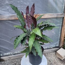 Calathea Plant 10" Pot 