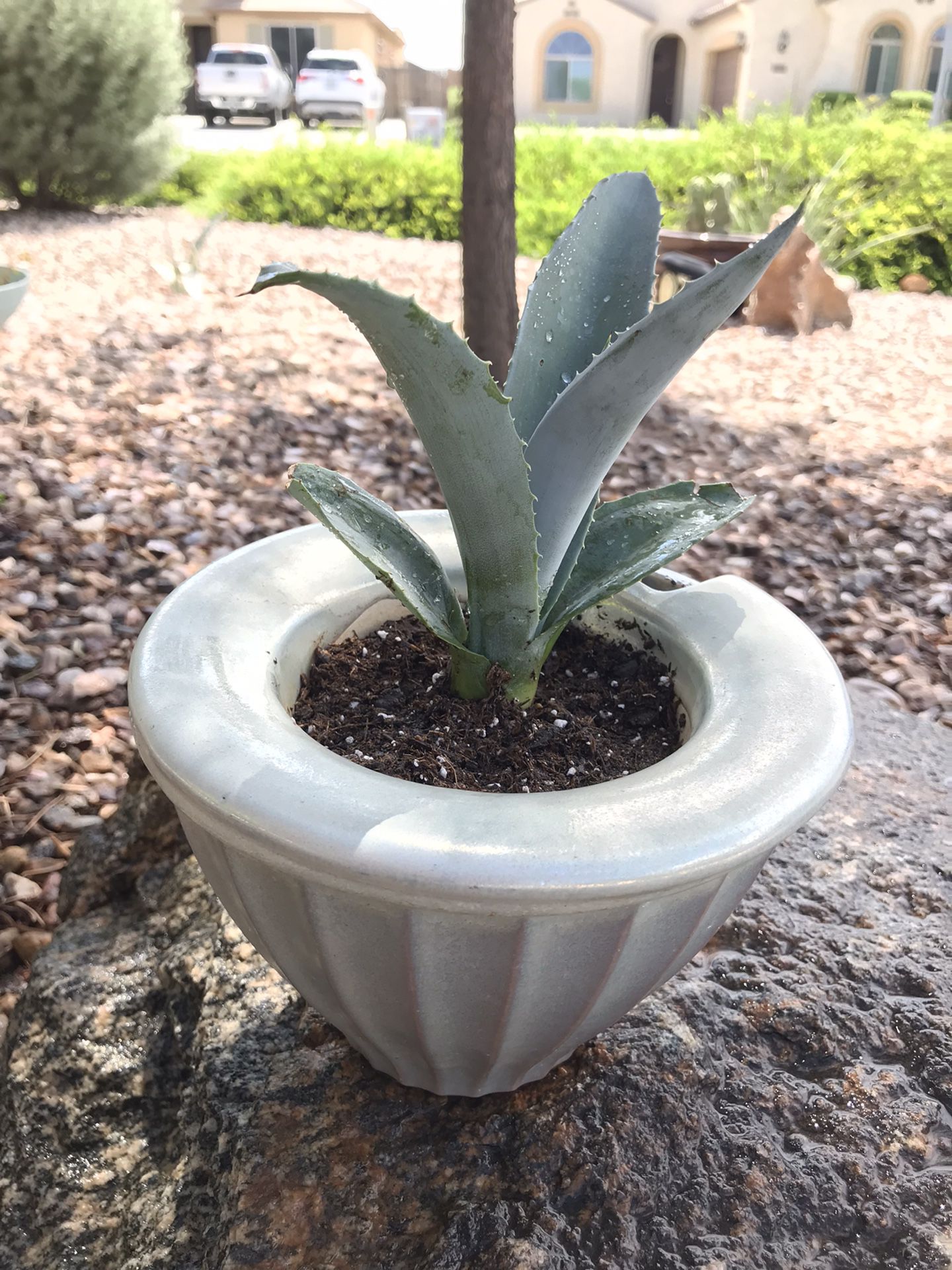 Pretty Iridescent Planter With Drought Tolerant Americana Agave 