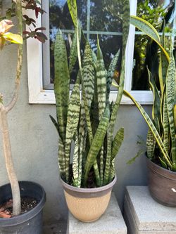 Snake plants