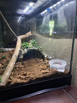 Reptile Tank