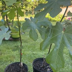 fig tree plants