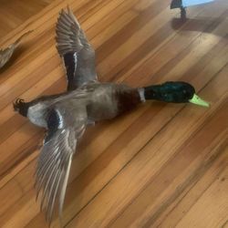 Taxidermy Ducks!! $75 Each!! 