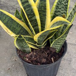 Snake Plant (Sansevieria) - 3 gallons For $15