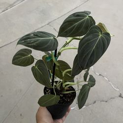4” Philodendron Melano