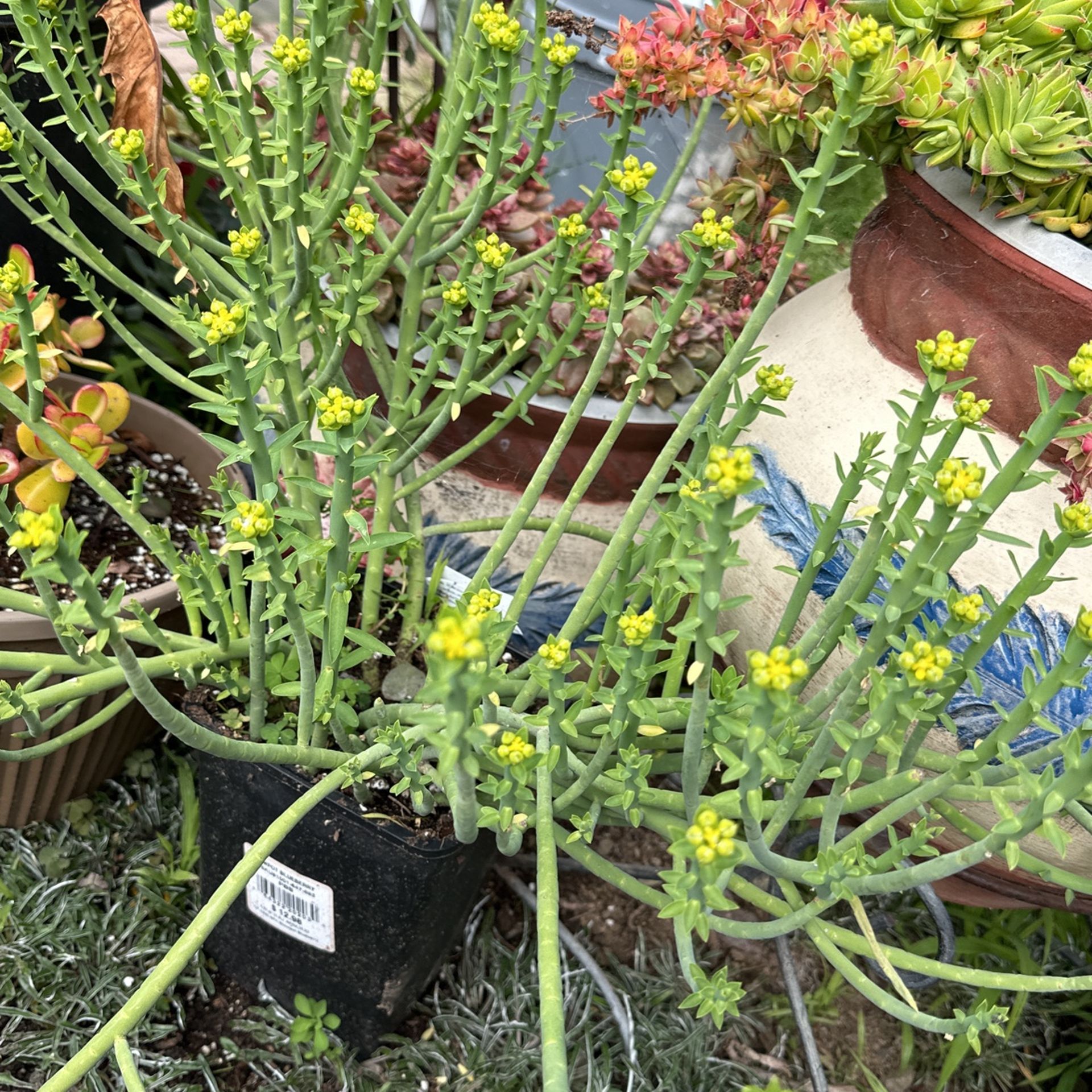 Succulent Plant In A 1 Gallon Pot Already Flowering 