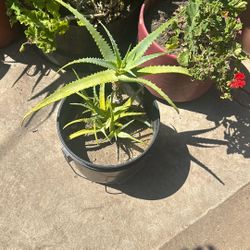 Succulent 