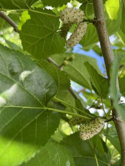 Mulberry Picking