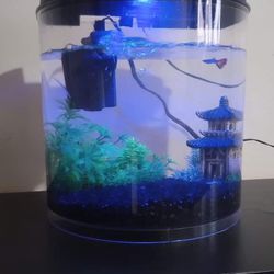 I am selling a fish tank with its filter and fish 