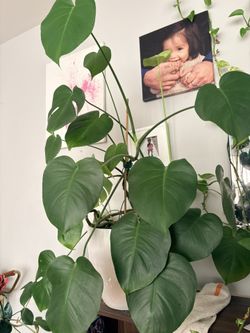 Big Monstera plant
