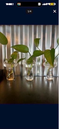 Small Glass Mushroom Propagation Vase with Plant
