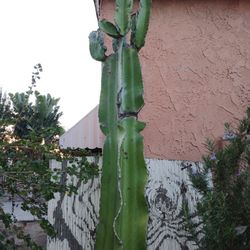 Giant Cactus Plants (8ft Tall)