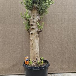 Old European Olive Bonsai Tree 