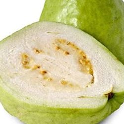 Thai Guava Starter Tree In 1 Gallon Pot