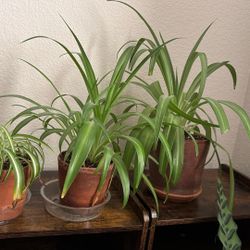 Spider Plants $15 Each