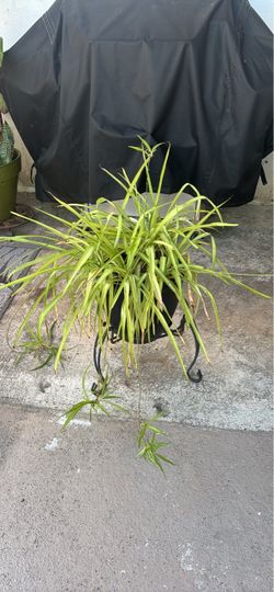 Spider Plant with Metal Stand