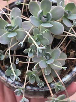 Suculenta