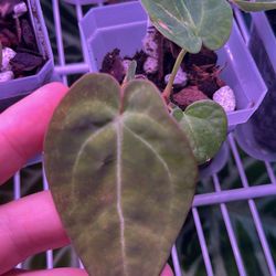 Anthurium Papillilaminum x Crystallinum Plant