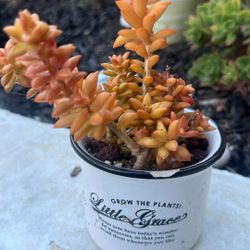 Succulent $10