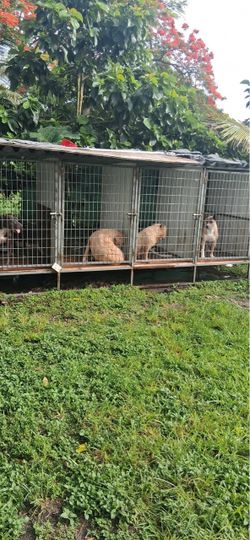 4 part dog cage