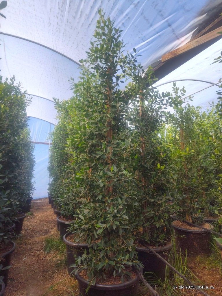 Ficus Nitida 9ft Tall 25 Gallons