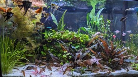 Aquarium Plants $2 $3 $5
