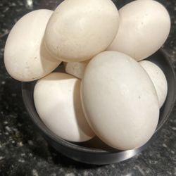 Duck Eggs, Free Range, $8 Dozen 🥚 